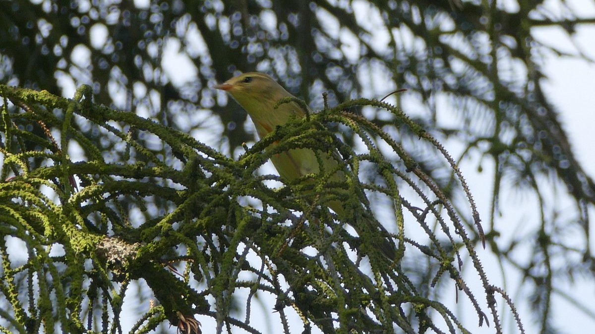 Willow Warbler - ML79108781