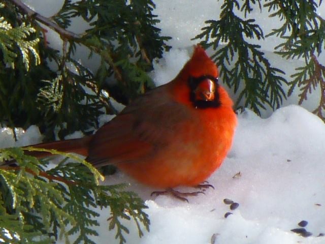 Northern Cardinal - COG Club des ornithologues de la Gaspésie
