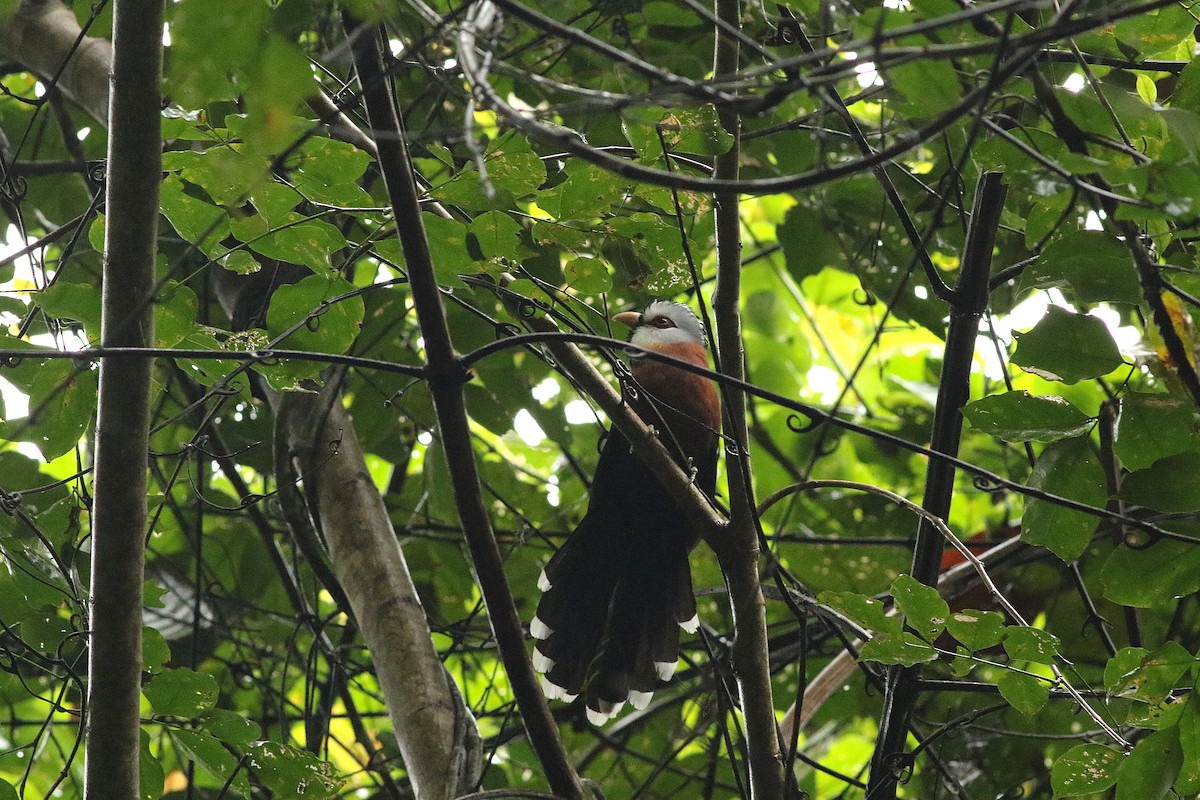 Scale-feathered Malkoha - Meng-Chieh (孟婕) FENG (馮)