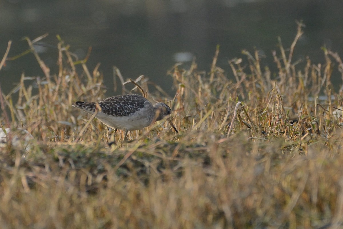 Wood Sandpiper - Sanjay Malik
