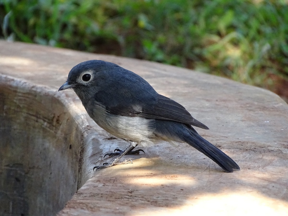 White-eyed Slaty-Flycatcher - Doris  Schaule