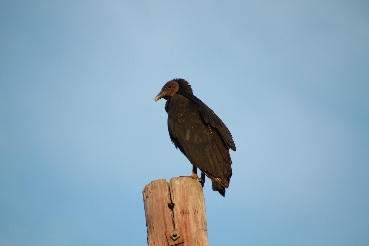 Black Vulture - Brent Ortego
