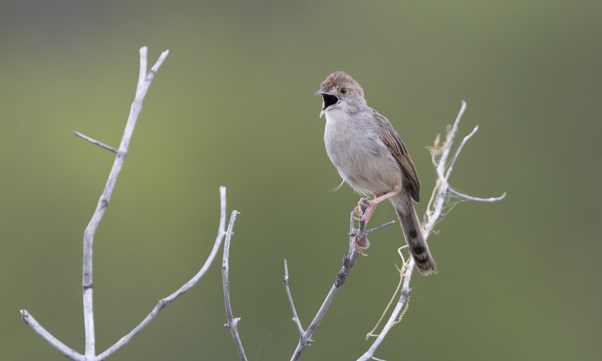 Rattling Cisticola - ML79111011