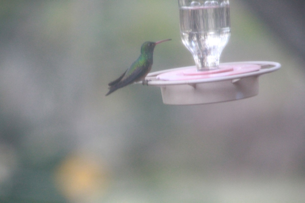 kolibřík yukatanský - ML79111211