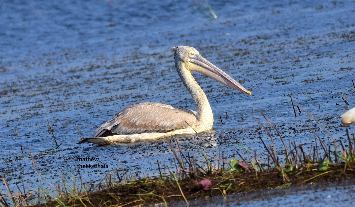 Spot-billed Pelican - mathew thekkethala
