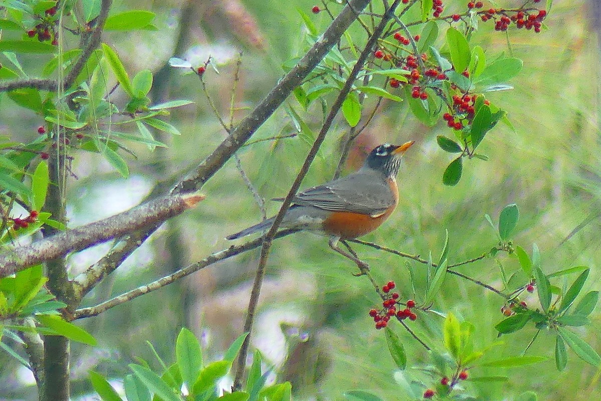 American Robin - Lorraine Margeson