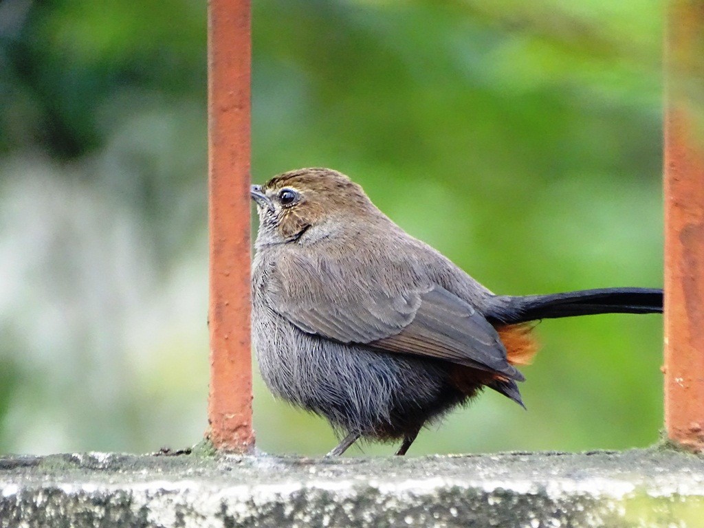 Indian Robin - ML79112091