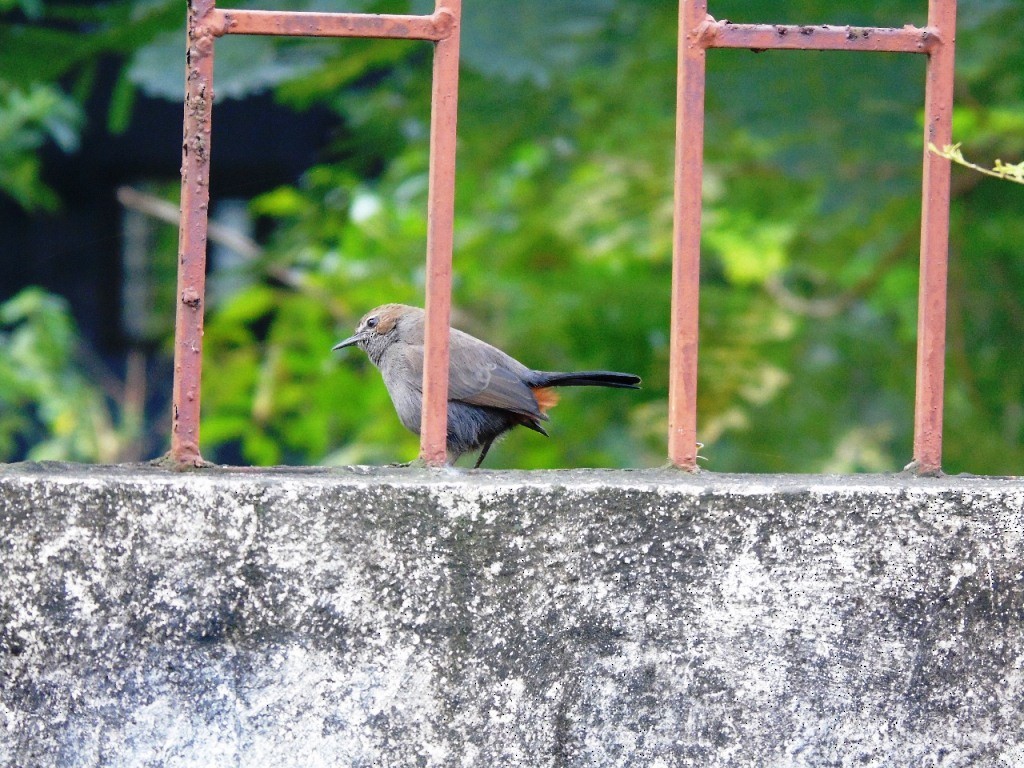 Indian Robin - Sreekumar Chirukandoth