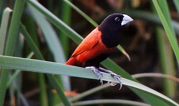 Chestnut Munia - Surajit  Bhadra Roy