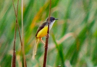 Prinia à ventre jaune - ML79113011