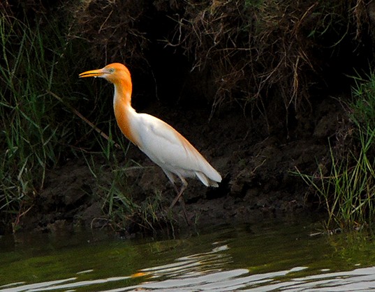 Eastern Cattle Egret - ML79113151