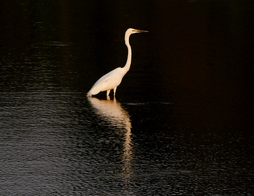 Great Egret - ML79113221