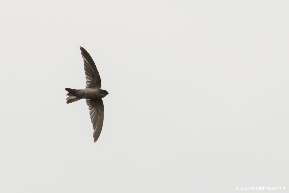 White-nest Swiftlet - Saurabh Sawant
