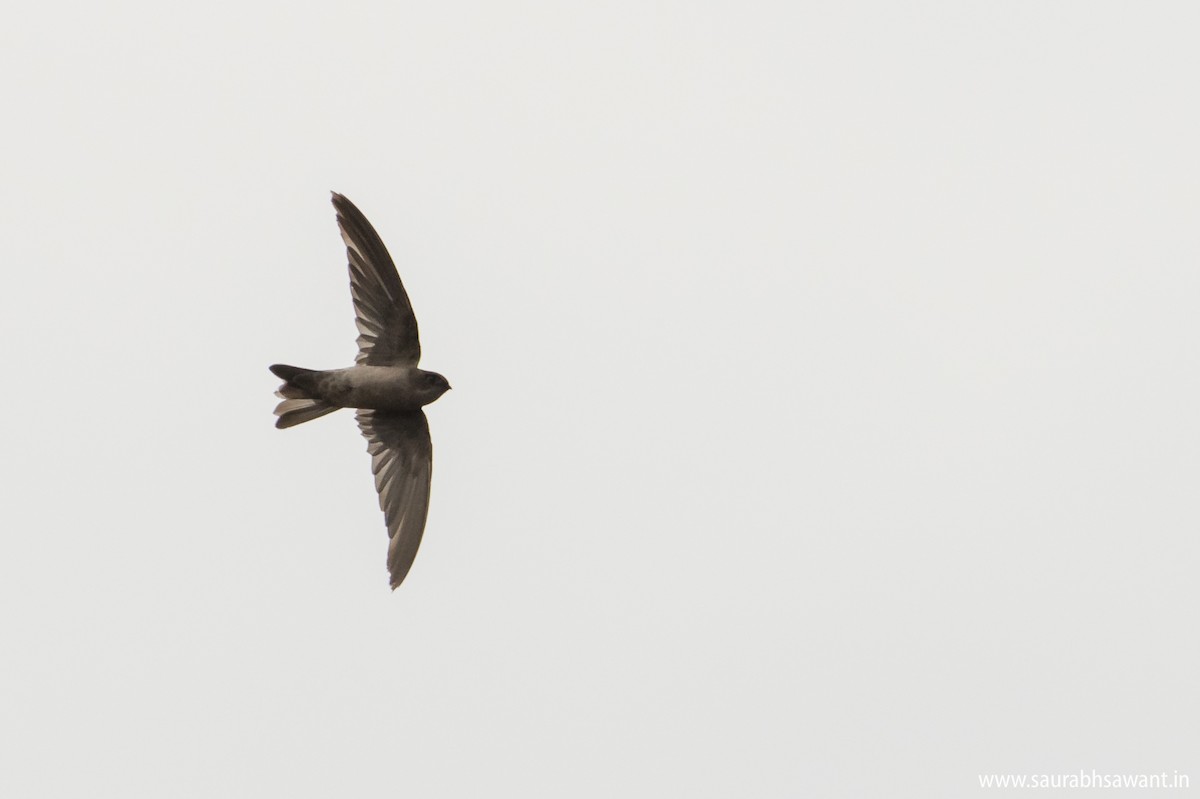 White-nest Swiftlet - ML79113291