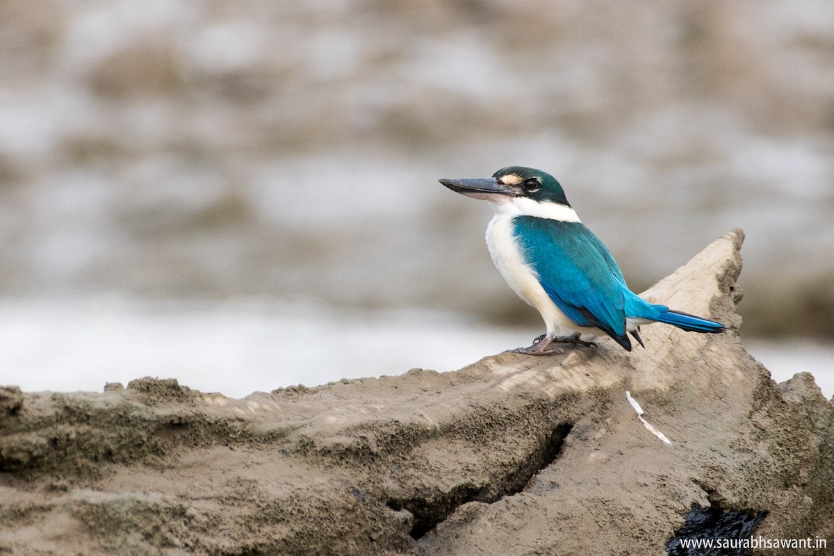 Collared Kingfisher - Saurabh Sawant