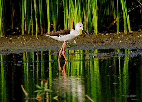 Black-winged Stilt - ML79113641