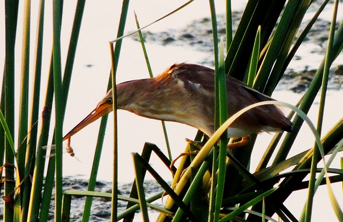 Yellow Bittern - ML79113921