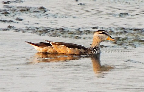 Cotton Pygmy-Goose - ML79114061