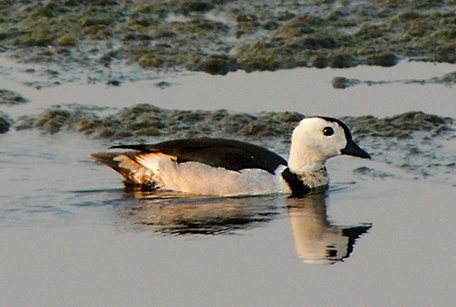 Cotton Pygmy-Goose - ML79114101