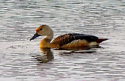 Lesser Whistling-Duck - Surajit  Bhadra Roy