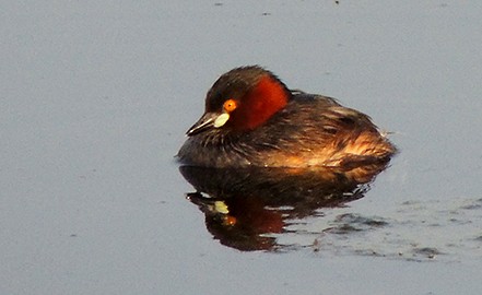 Little Grebe - ML79114151