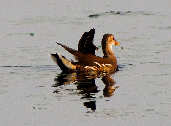 Eurasian Moorhen - ML79114361