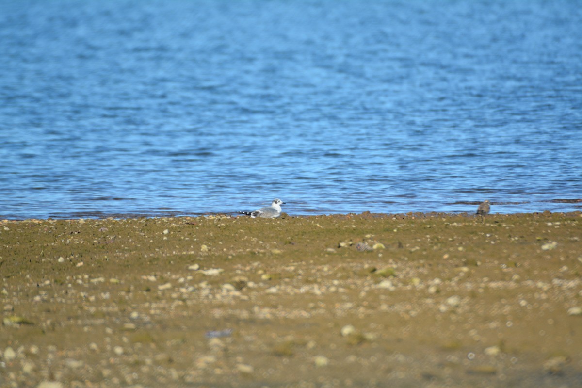 Franklin's Gull - ML79114521