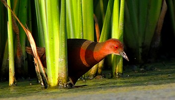 Ruddy-breasted Crake - ML79114561