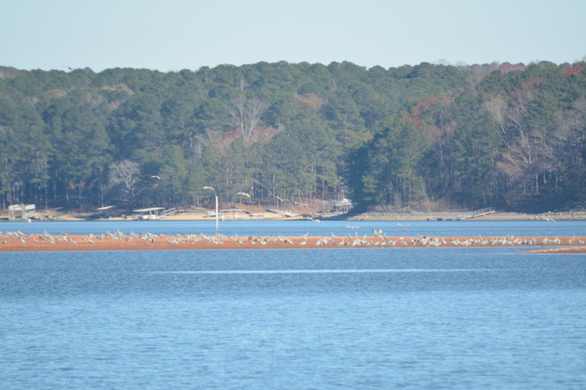 Sandhill Crane - ML79114691