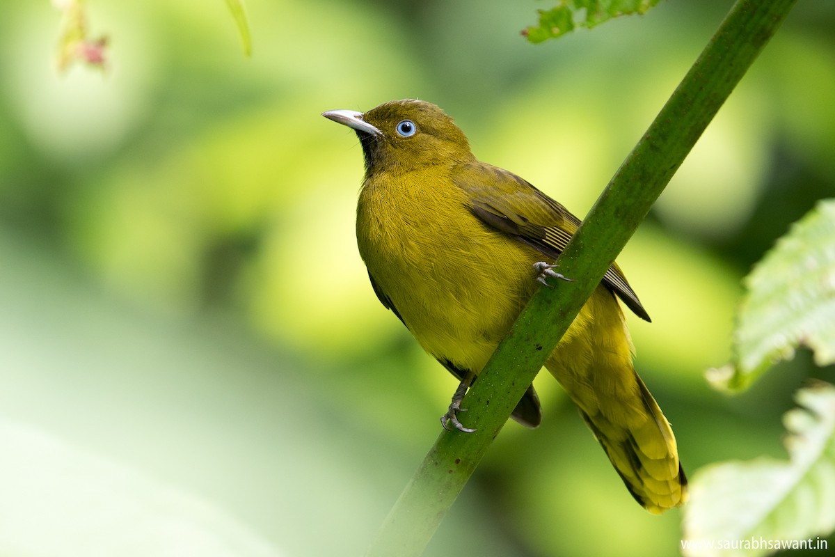 Andaman Bulbul - Saurabh Sawant