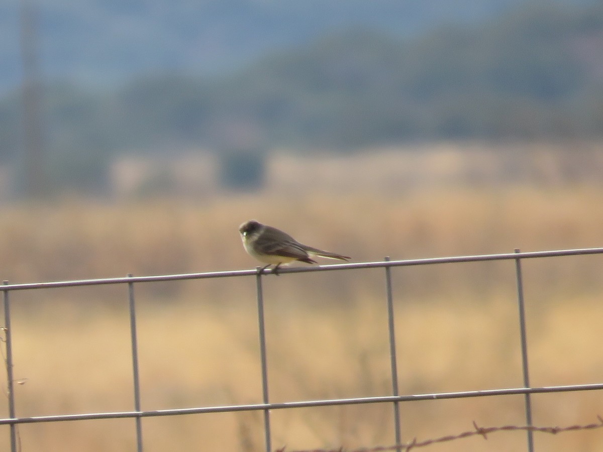 Eastern Phoebe - ML79115171