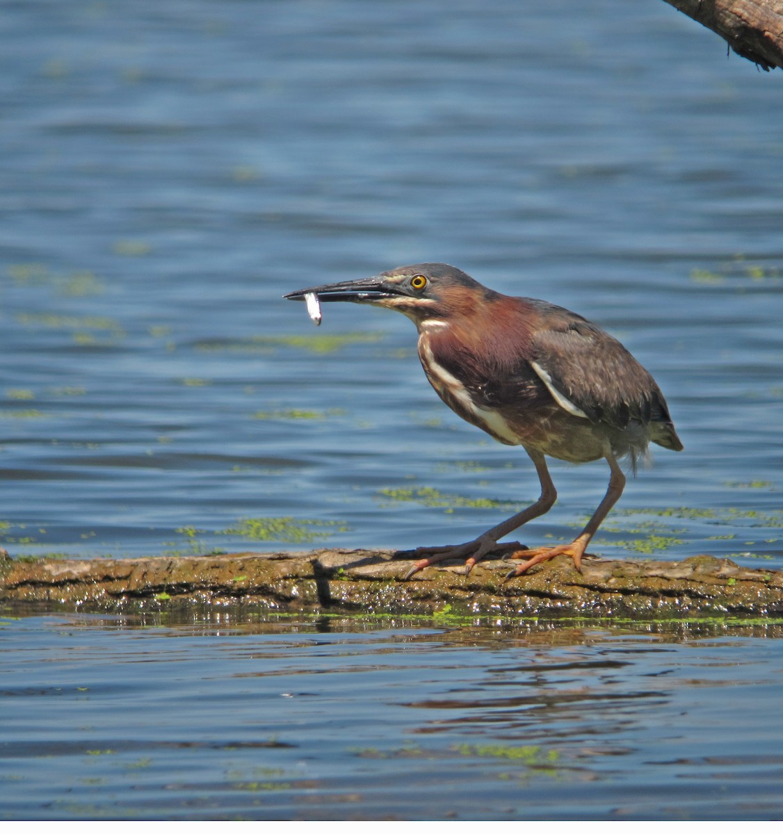 Green Heron - ML79115351