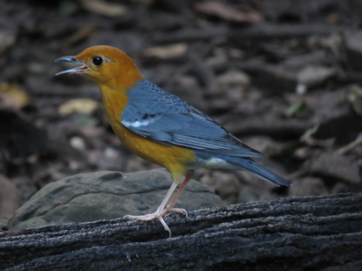 Orange-headed Thrush - ML79117271