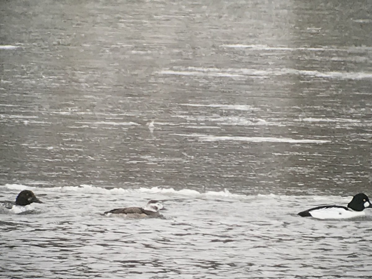 Long-tailed Duck - ML79117411