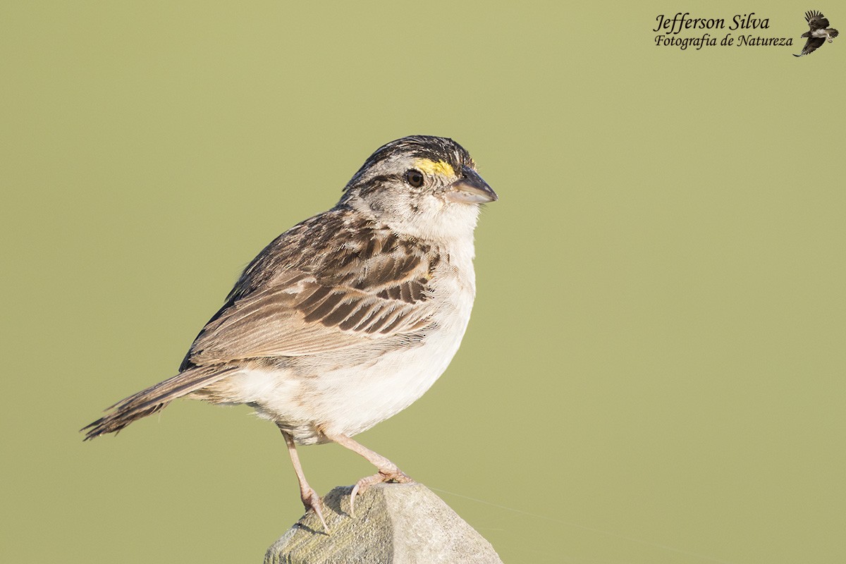 Grassland Sparrow - ML79118941