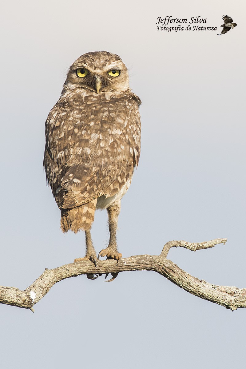 Burrowing Owl - Jefferson Silva