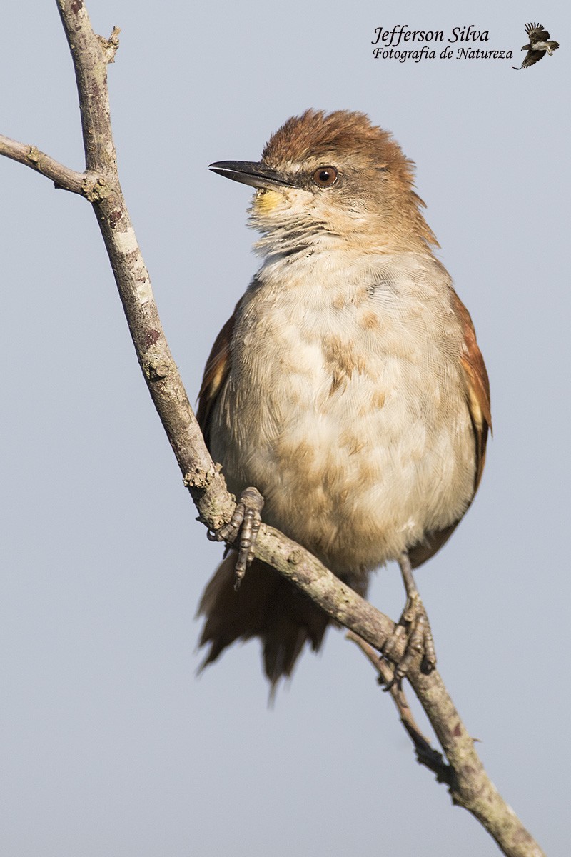 Yellow-chinned Spinetail - ML79119011