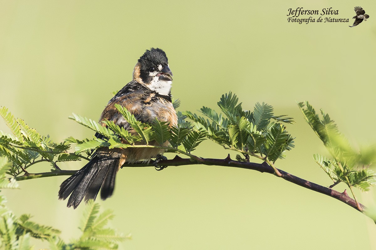 Rusty-collared Seedeater - ML79119121