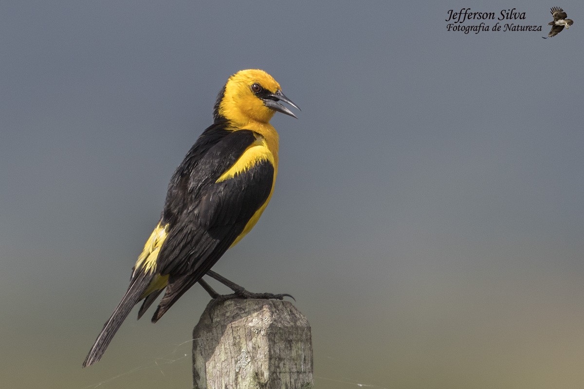 Saffron-cowled Blackbird - Jefferson Silva