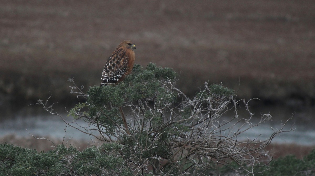 Red-shouldered Hawk (elegans) - ML79119311