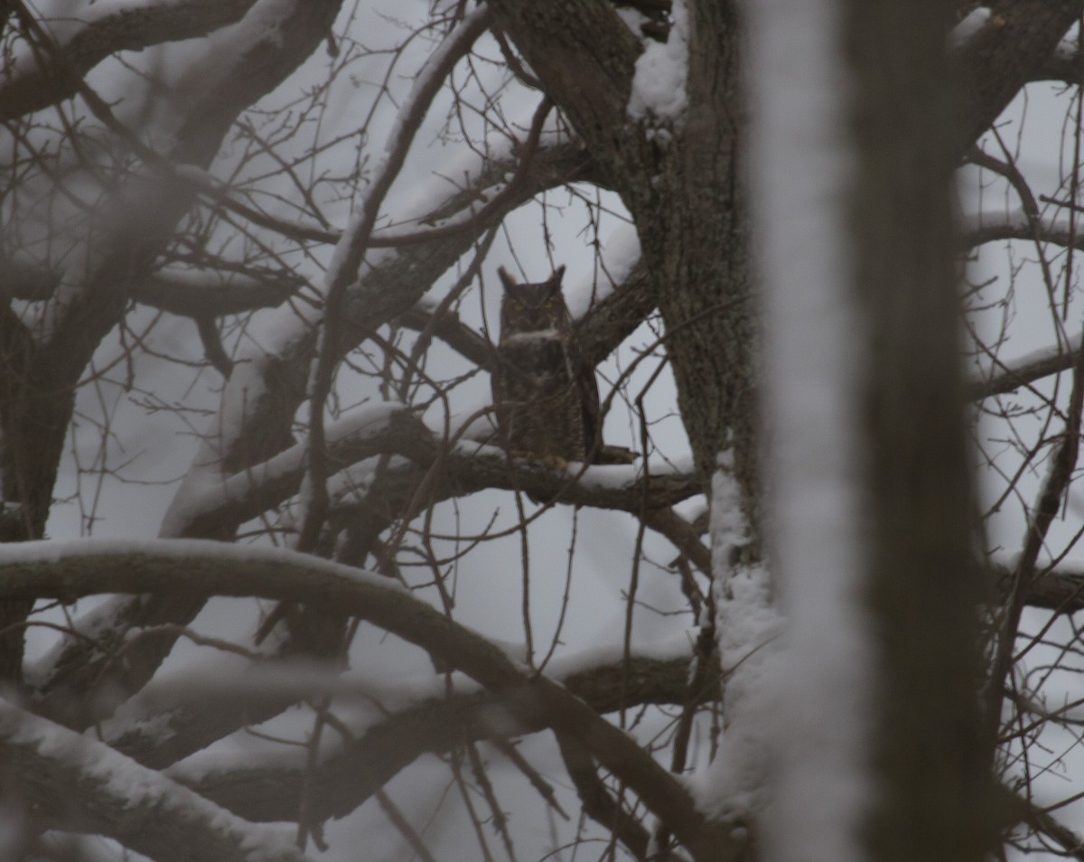 Great Horned Owl - Aaron Charbonneau