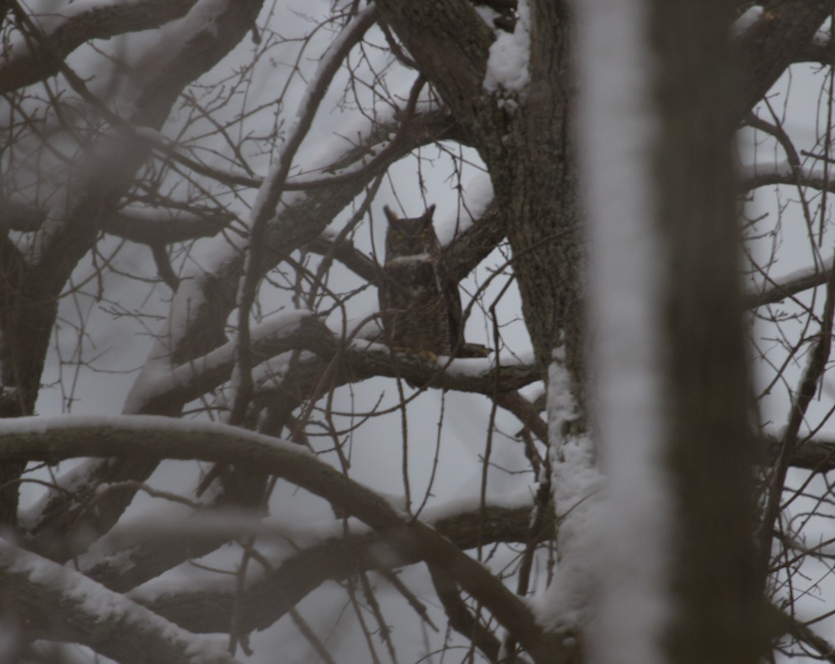 Great Horned Owl - ML79120001