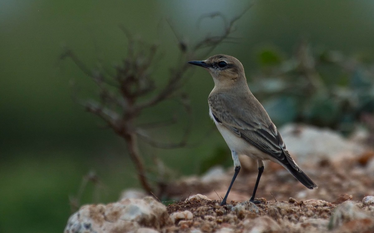 Isabelline Wheatear - Gaja mohanraj