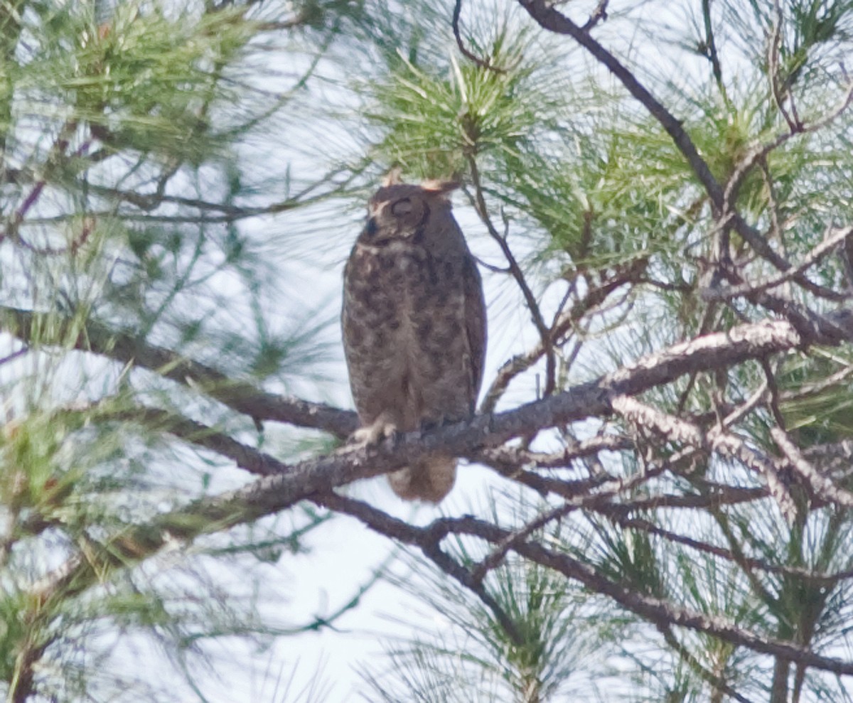 Great Horned Owl - ML79120151