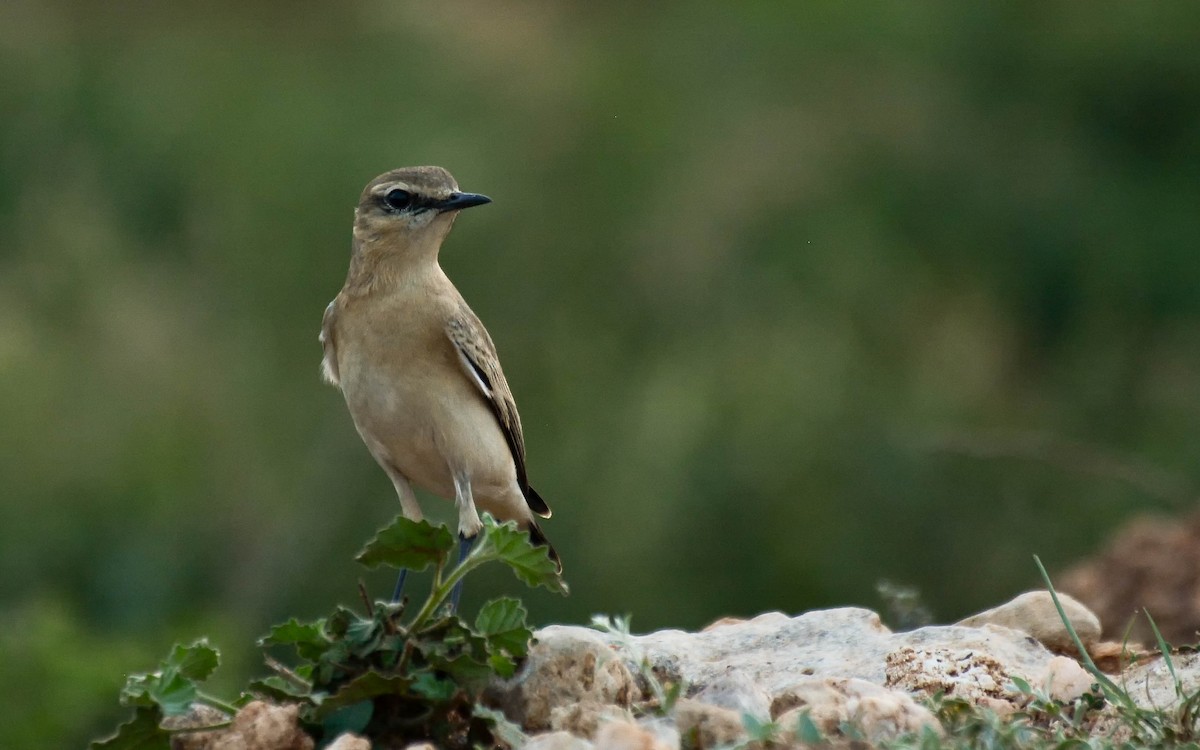 Isabelline Wheatear - Gaja mohanraj