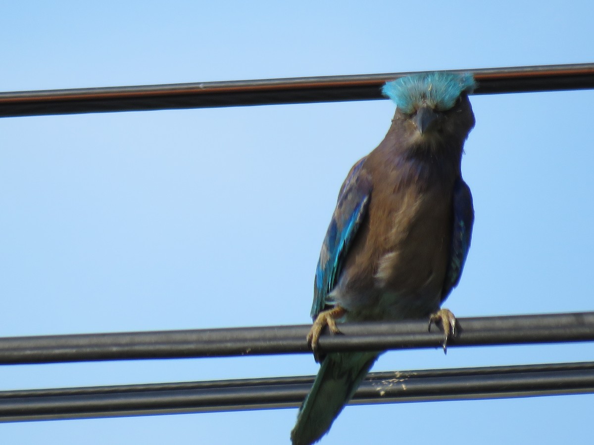 indokinaråke - ML79120351