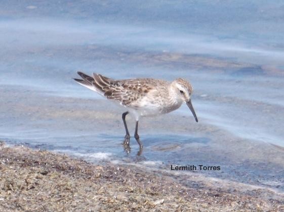 White-rumped Sandpiper - Lermith Torres