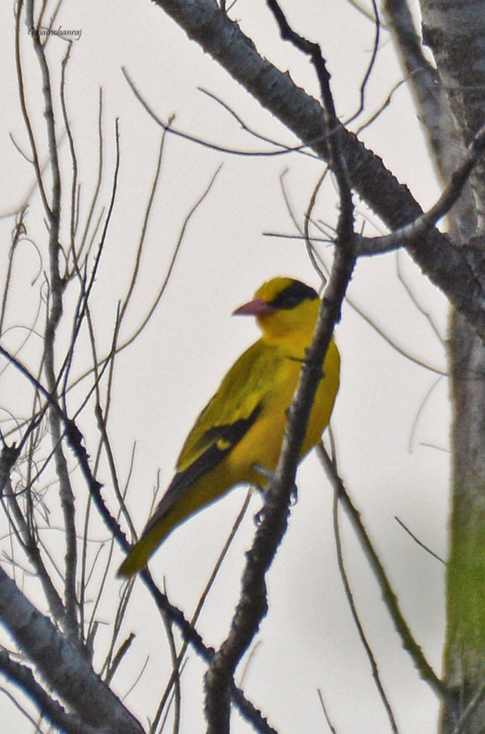 Black-naped Oriole - Gaja mohanraj