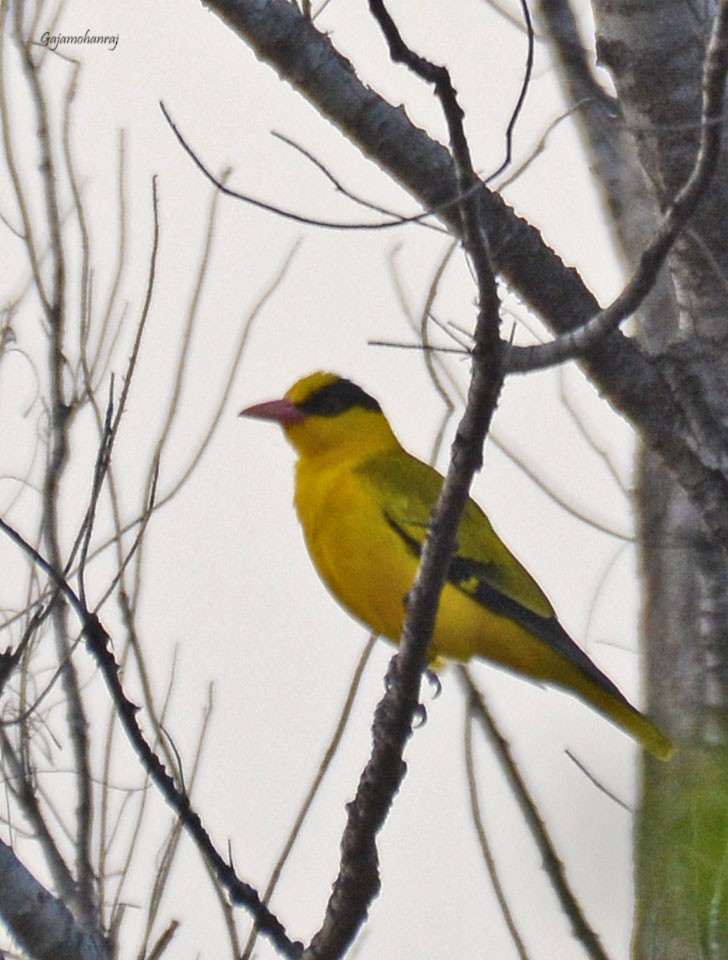 Black-naped Oriole - ML79121831