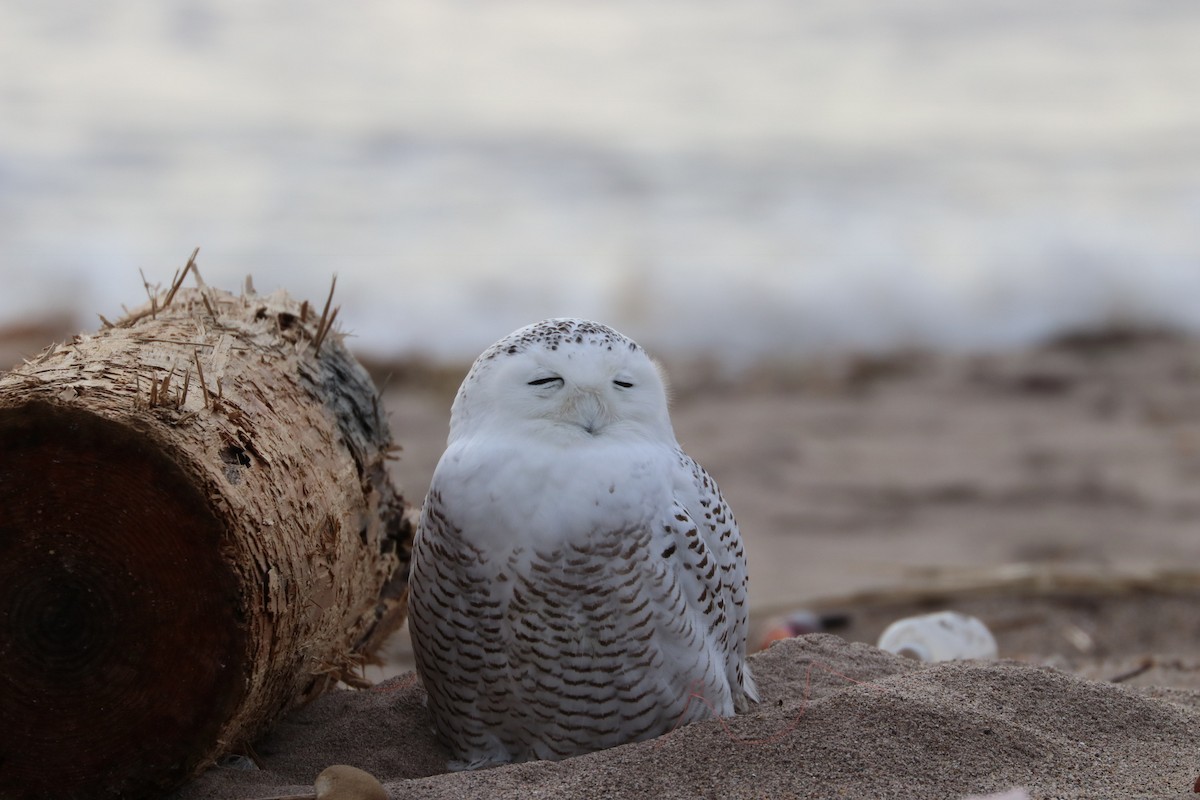 Snowy Owl - ML79122971